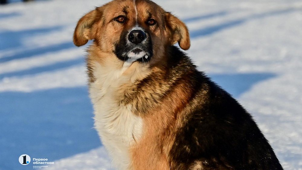 Челябинец столкнулся с отсутствием ветеринарных лекарств