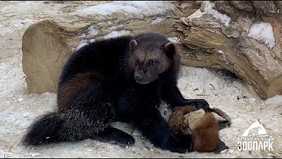 Росомаха Бира в Челябинском зоопарке расправилась с соболиной шапкой