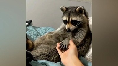 Мех и смех: отдых енота, противостояние и кот-спортсмен