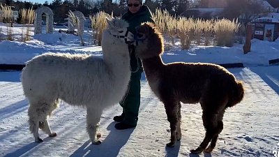 В Челябинском зоопарке состоится прогулка с двумя альпака