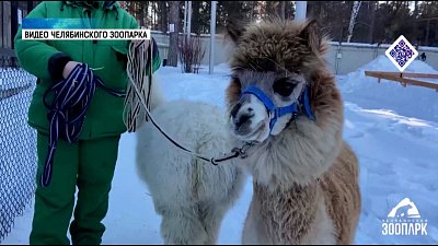 Сильва и Дуся «пообщаются» с челябинцами