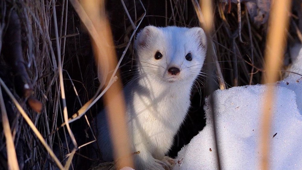 Жители Челябинской области заметили белого горностая