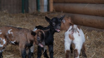 В фонде зоозащиты «Спаси меня» родила камерунская карликовая коза В фонде зоозащиты «Спаси меня» родила камерунская карликовая коза
