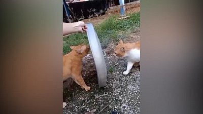 Мех и смех: карусель, разделитель и странная компания