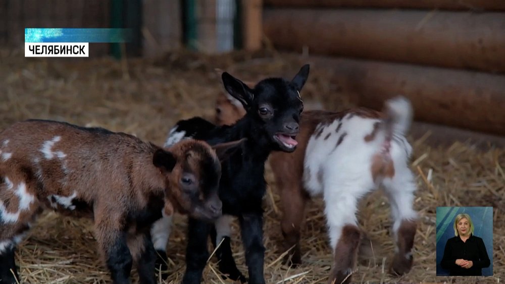 Карен Даллакян выбирает имена козлятам