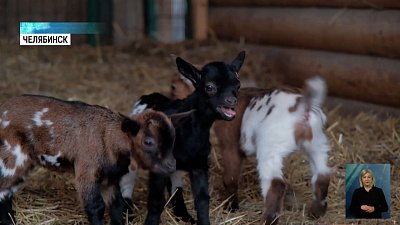 Карен Даллакян выбирает имена козлятам
