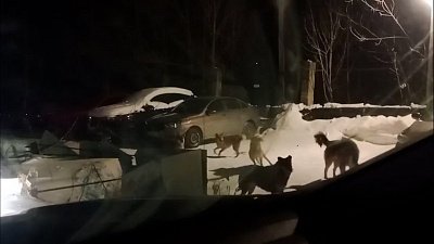 В Златоусте жители жалуются на стаю бродячих собак