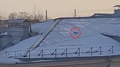 Белка на крыше многоэтажки в Челябинске попала на видео