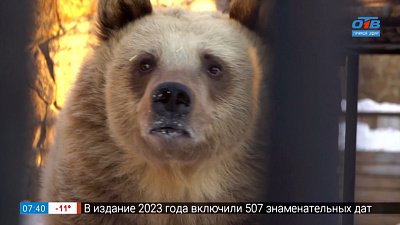 Почему медведи не спят? в сюжете «Вместе весело... не спать!»