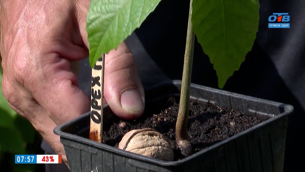 Готовим к посадке грецкий орех в рубрике «Руки садовода»