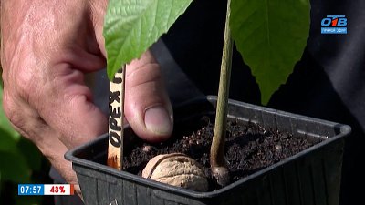 Готовим к посадке грецкий орех в рубрике «Руки садовода»