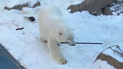 Юные игроки хоккейной команды «Трактор (2011)» навестили белых медведей в Челябинском зоопарке