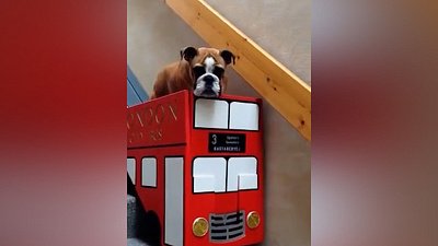 Мех и смех: танцующий вомбат, собачий лифт и странные гуси