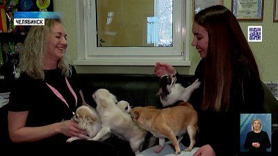 В России назвали самые популярные породы собак