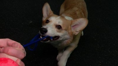 Кинологи назвали топ-10 популярных пород собак в России