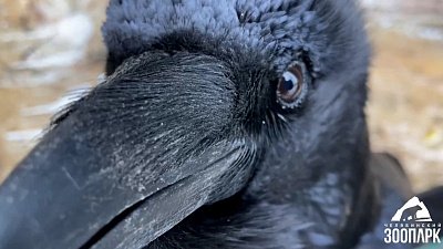 В Челябинском зоопарке воронам вручили подарки