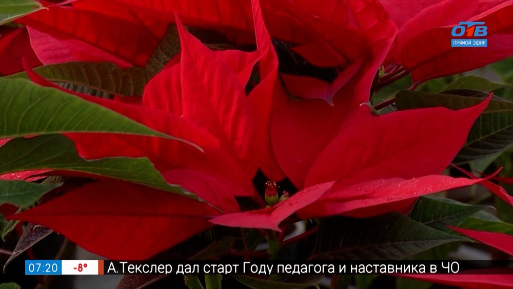 Не цветок, а настоящая звезда! — в рубрике «Руки садовода»