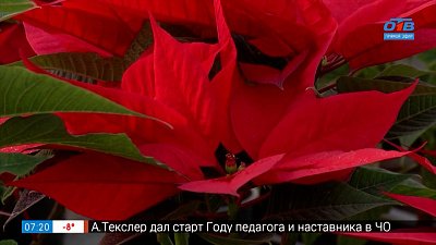 Не цветок, а настоящая звезда! — в рубрике «Руки садовода»