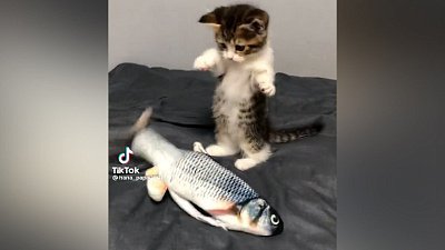 Мех и смех: два кота-охотника и нападение рептилии