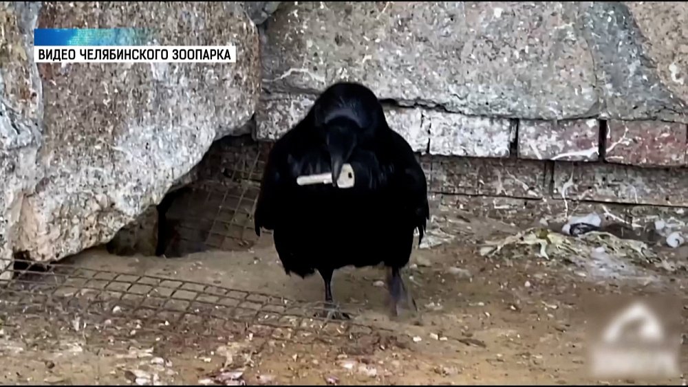 Вороны в зоопарке прячут вещи
