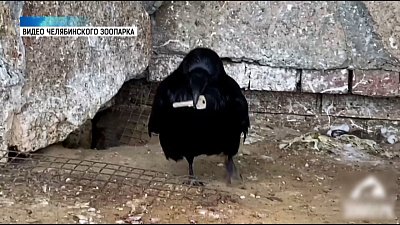Вороны в зоопарке прячут вещи