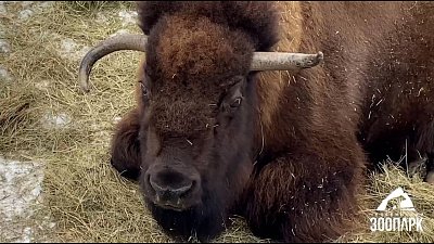 В Челябинском зоопарке показали будни бизона