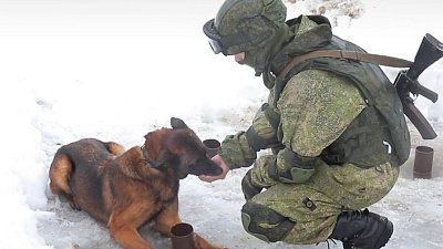 Собака Шельма побывала на двух специальных военных операциях
