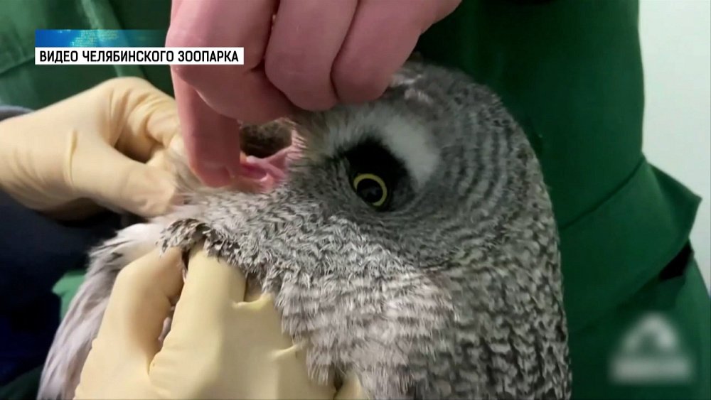 В зоопарке провели осмотр хищных птиц