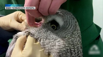 В зоопарке провели осмотр хищных птиц