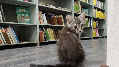 В библиотеку Бродокалмака приняли на работу кота