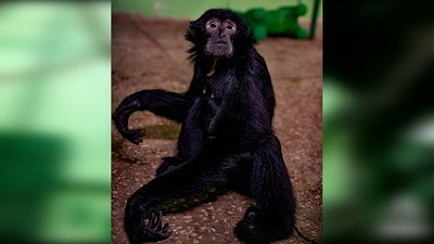 В Челябинском зоопарке после карантина открылся зал приматов