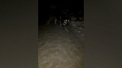 В Катав-Ивановске местные жители жалуются на стаи бродячих собак