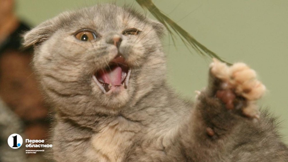 В Челябинской области на границе с Казахстаном объявили карантин по бешенству