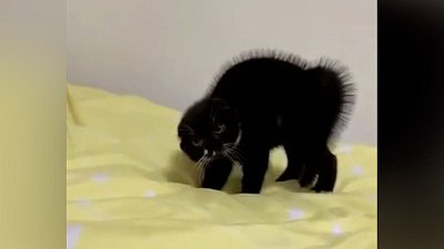 Мех и смех: злой кот, опасная жаба и страшное нападение