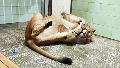 В Челябинском зоопарке лев дал мастер-класс по валянию