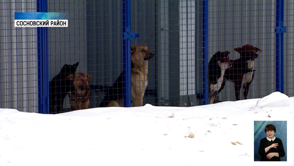 В Сосновском районе открыли приют