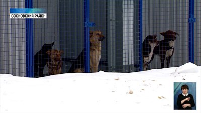 В Сосновском районе открыли приют