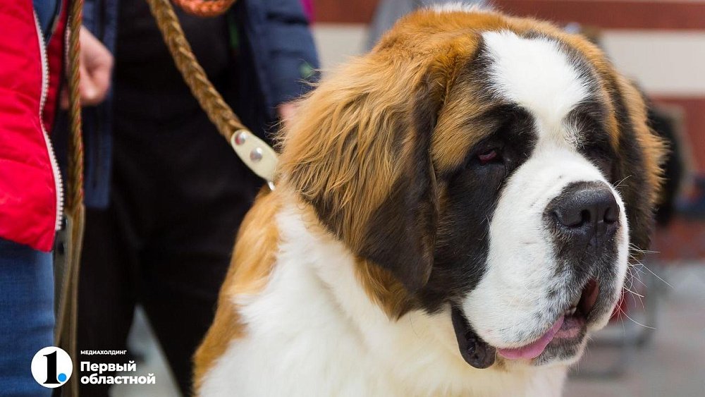 Собаководов Челябинской области накажут за неправильное содержание животных