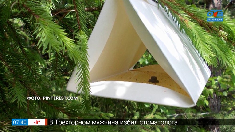 Вредителей сада можно просто... переловить! В рубрике «Руки садовода»