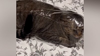 Мех и смех: рукав для запекания, нападение и бегун