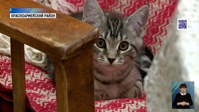 В старинной библиотеке хозяйствует кот