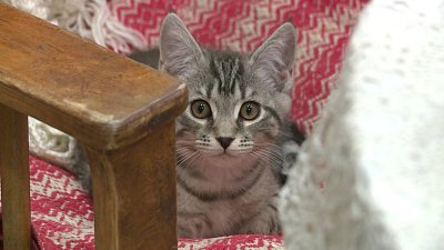 В селе Бродокалмак кота приняли на работу в библиотеку