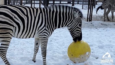 В Челябинском зоопарке отметили Международный день зебры