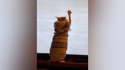 Мех и смех: охотник, бешеный кот и нападение на шар