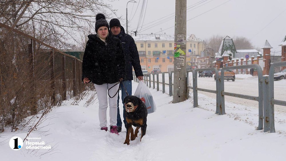 В Сатке решили построить четыре площадки для выгула собак