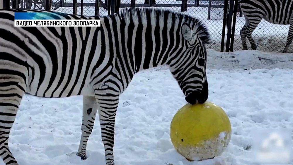В зоопарке отметили Международный день зебры