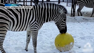 В зоопарке отметили Международный день зебры