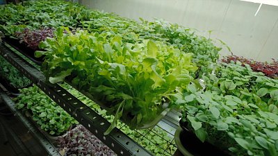 Зелень круглый год: от городской теплицы до домашнего подоконника