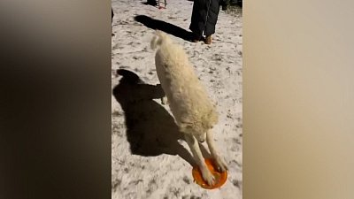 Мех и смех: дикий кот, снежные развлечения и странный выбор