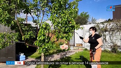 Тля — мелкий, но зловредный вредитель в рубрике «Руки садовода»